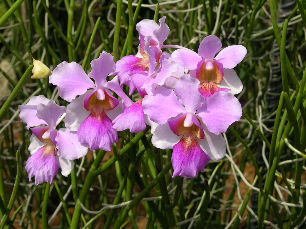 Singapore 05 05 Singapore Botanic Gardens National Orchid Garden vanda Miss Joaquim Orchid